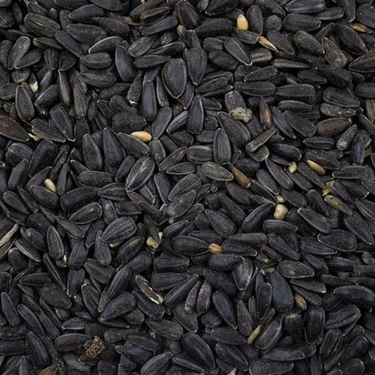 Black Sunflower seeds 15kg